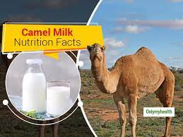 It is challenging to get quality camels milk now. Camel Milk Nutrition Information Here Are 6 Potential Health Benefits