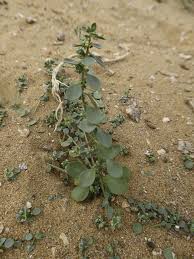 Image result for Andrachne