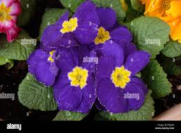 Image result for Primulaceae