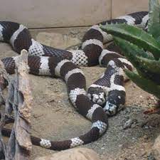 Two Headed Snake At The San Diego Zoo San Diego Zoo Snake Zoo