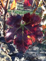 Image result for Grapevine leafroll virus