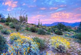Image result for Palm Springs