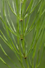 Image result for Equisetaceae