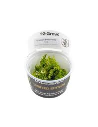 Image result for Rotala fontinalis