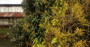 Graft mango trees in the spring. Bark Grafting Scion On Mango Branch Ronangelo