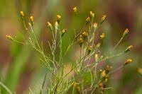 Image result for Schkuhria pinnata