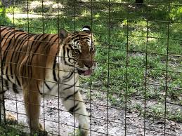 Volunteers can come to big cat rescue to play with the kittens and, at the same time, look at their giant relatives located in the large enclosures of the shelter. Big Cat Rescue Tampa 2021 All You Need To Know Before You Go With Photos Tripadvisor