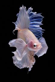 What Do Jellyfish Eat Do Have Brains And All Types Of It Animal Colorsofkoifish Betta Fish Colorful Fish Pet Fish