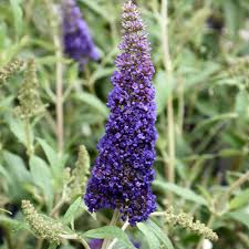 Image result for buddleia davidii