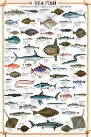 Sea Fish Educational Poster Posters Avec Images Peche En Mer Chasse Et Peche Poisson Mer