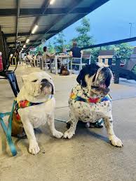 Bark and board awards & accolades. Pet Friendly Places To Pop In With Your Pup Choose901