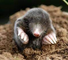 dealing with moles animals animals beautiful cute animals