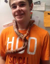 Looking to adopt a full grown corn snake with cage. I can pickup I am  located in Denton Texas