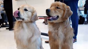 The adorable puppies represented on our website are strictly golden retriever breeders — meaning we know this breed uniquely, because that's all. Cleveland Based Rescue In Need Of Foster Homes For Golden Retrievers Wkyc Com