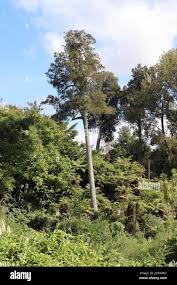 Image result for Huperzia dacrydioides