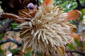 Image result for Protea welwitschii
