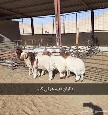ذبايح الرياض من مؤسسه الموارد ذبايح للبيع بالرياض ذبايح في الرياض ذبايح الموارد بالرياض ذبايح الرياض ذبايح للبيع في الرياض goats llama animals