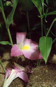 Image result for Siphonochilus rhodesicus