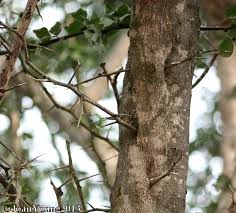 Image result for Balanites maughamii