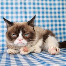 Grumpy Cat Extra 1