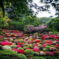 Plisova Anna On Instagram Vernulas Domoj Peresmatrivayu Fotografii Segodnya Pobyvala Dejstvit Japan Places To Visit Japanese Garden Amazing Flowers