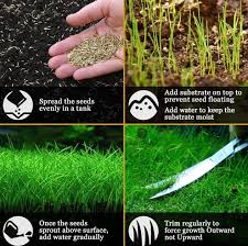 Biasanya berusia sekitar 1 bulan dengan tinggi 5 cm. Cara Menanam Rumput Aquascape Serta Tips Perawatan Yang Baik