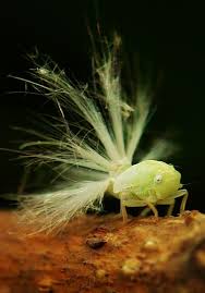 As your garden sprouts and grows, if you're like me, you're monitoring each little sprout, rejoicing in the possibilities. Pin On Fauna