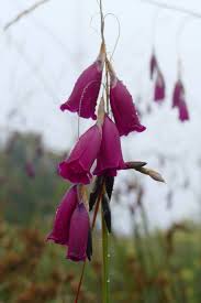 Image result for Dierama cupuliflorum