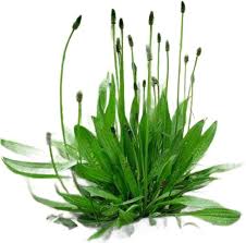 Image result for Plantago