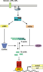 How to open, edit, and convert srf files. Regulation Of The Rho Actin Srf Pathway In Fibroblasts Download Scientific Diagram