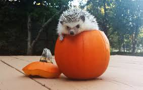 Attack Of The Cute Cute Hedgehog Halloween Animals Cute Animals