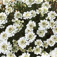 Candytuft Rock Garden Plants Cool Plants Rock Garden