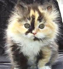 Dilute Long Hair Calico Kitty Kittens Cutest Kitten Pictures Cute Cats
