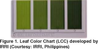 Color Texture Analysis Of Rice Leaves Diagnosing Deficiency