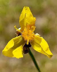 Image result for Xyris straminea