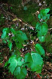 Image result for Streptocarpus sp.nov. aff. S. grandis