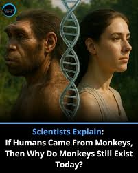 The question, "If humans evolved from monkeys, why do monkeys still exist?"  is a common misconception about evolutionary biology. Scientists clarify  that humans did not evolve from the monkeys we see today,