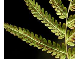 Image result for Thelypteridaceae