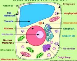 Label the structures a, b and c. Structure Of Cell Cell Structure And Functions Class 8