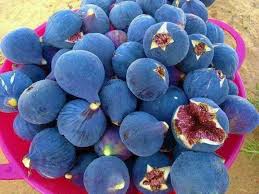 تين بلدي Purple Food Palestinian Food Fig Nutrition