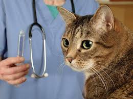 In the last decade, veterinary care has advanced immeasurably; Why Do Veterinarians Charge As Much As They Do What You Are Paying For At The Vet Petmd
