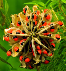 One Of The Most Poisonous Plants On Earth Crab S Eye Or Rosary Pea Known By Different Names Abrus Precatorius Is O Rosary Pea Deadly Plants Poisonous Plants