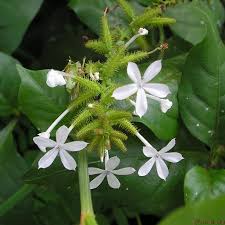 Image result for Plumbago zeylanica