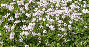 Im gegenteil zu der teppich verbene wachst die haselwurz. Blutenrasen Ohne Mahen Mein Schoner Garten