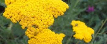 Fernleaf Yarrow Flower Review Best Flower Wallpaper