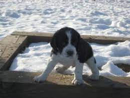 Read on to find out whether this is the best dog for you and your family. English Springer Spaniel Puppies In Minnesota