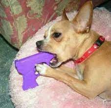 Cute photo of a funny #chihuahua isolated on a gray background eating a giant chocolate doughnut with colorful sprinkles. Joel Bepis The Beminator Twitter