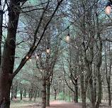 Saturday Concerts in the Forest