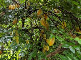 Image result for Averrhoa carambola