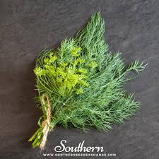 Image result for Anethum